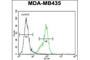 MeCP2 Antibody (C-term) (ABIN650709 and ABIN2839306) flow cytometric analysis of MDA-M cells (right histogram) compared to a negative control cell (left histogram).