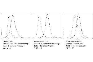 Flow Cytometry analysis using Mouse Anti-N-terminal Arginylation Monoclonal Antibody, Clone 4A9 (ABIN5066966). (Arginylation (N-Term) antibody (Atto 390))