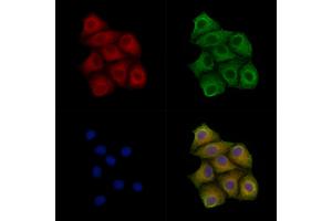 ABIN7093765 and ABIN7097799 staining Hela cells by IF/ICC.