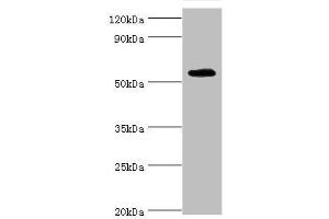 Western blot All lanes: TSEN2 antibody at 5 μg/mL + 293T whole cell lysate Secondary Goat polyclonal to rabbit IgG at 1/10000 dilution Predicted band size: 54, 52, 50, 48, 46 kDa Observed band size: 54 kDa (TSEN2 antibody  (AA 1-220))