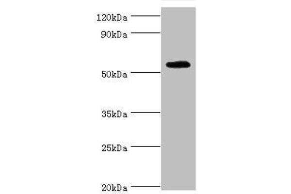 TSEN2 anticorps  (AA 1-220)
