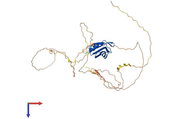 RBM9 Protein (AA 1-390) (His tag)