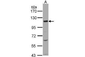 WB Image Sample(30 μg of whole cell lysate) A:H1299 7. (SLC12A7 antibody  (C-Term))