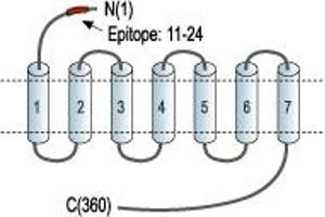 anti-Cannabinoid Receptor 2 (CNR2) (AA 11-24), (Extracellular), (N-Term) antibody