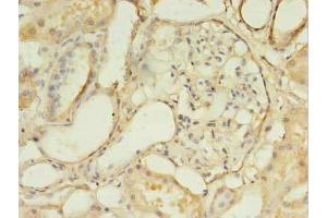 Immunohistochemistry of paraffin-embedded human kidney tissue using ABIN7158230 at dilution of 1:100 (DLEU1 antibody  (AA 1-78))