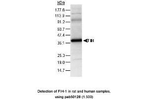 Image no. 2 for anti-Hypoxia Inducible Factor 1, alpha Subunit Inhibitor (HIF1AN) (C-Term) antibody (ABIN363437)