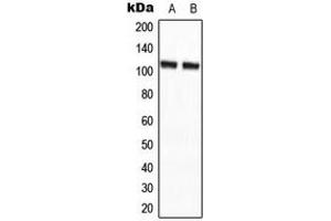 Western blot analysis of CCP2 expression in HepG2 (A), NIH3T3 (B) whole cell lysates. (AGBL2 antibody  (C-Term))