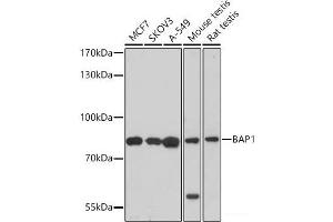 Western blot analysis of extracts of various cell lines using BAP1 Polyclonal Antibody at dilution of 1:1000.