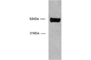 HNF-3α / FOXA1 antibody (mAb) tested by Western blot. (FOXA1 antibody  (AA 7-103))