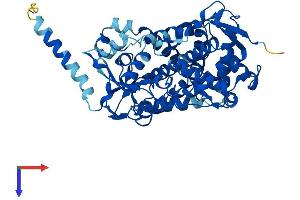 AlphaFold protein structure predicition of Mouse Recombinant Cyp2d9 Protein, UniprotID P11714 (Cyp2d9 Protein (AA 1-504) (His tag))