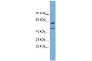 Image no. 1 for anti-Oligodendrocyte Myelin Glycoprotein (OMG) (AA 143-192) antibody (ABIN6743358) (OMG antibody  (AA 143-192))