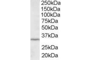 ABIN184757 staining (2µg/ml) of HepG2 lysate (RIPA buffer, 35µg total protein per lane). (ING2 antibody  (C-Term))