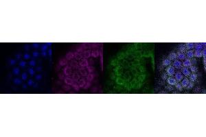 Immunohistochemistry (IHC) image for anti-Coiled-Coil Domain Containing 153 (CCDC153) antibody (ABIN7456020) (CCDC153 antibody)