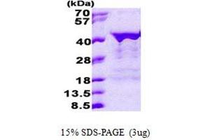 SDS-PAGE (SDS) image for Musashi Homolog 2 (MSI2) (AA 1-328) protein (His tag) (ABIN6387228) (MSI2 Protein (AA 1-328) (His tag))