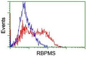 Image no. 2 for anti-RNA Binding Protein with Multiple Splicing (RBPMS) antibody (ABIN1500644) (RBPMS antibody)