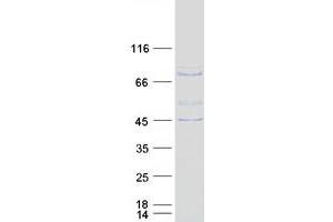 Western Blotting (WB) image for SH2 Domain Containing 3C (SH2D3C) (Transcript Variant 2) protein (Myc-DYKDDDDK Tag) (ABIN2731962)