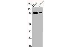 Western Blot analysis of K562 Jurkat cells using Ku-80 Polyclonal Antibody (XRCC5 antibody  (C-Term))