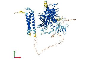 AlphaFold protein structure predicition of Mouse Recombinant Nphp1 Protein, UniprotID Q9QY53 (NPHP1 Protein (AA 1-687) (His tag))