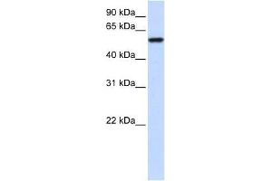 ZNF675 antibody used at 0. (ZNF675 antibody  (N-Term))