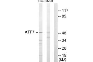 Western blot analysis of extracts from HeLa cells and HuvEc cells, using ATF7 antibody. (AFT7 antibody  (Internal Region))