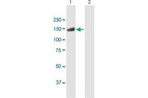 Western Blot analysis of USP20 expression in transfected 293T cell line by USP20 MaxPab polyclonal antibody. (USP20 antibody  (AA 1-913))