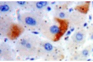 IHC-P analysis of Liver tissue, with DAB staining. (SLC30A8 antibody  (AA 1-80))