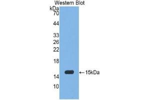 WB of Protein Standard: different control antibodies against Highly purified E. (Myeloperoxidase ELISA Kit)