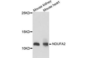 Western blot analysis of extract of various cells, using NDUFA2 antibody. (NDUFA2 antibody)