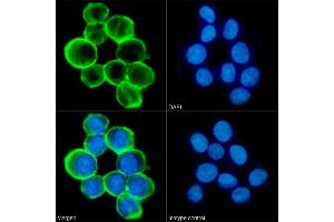 Immunofluorescence staining of fixed K562 cells with anti-CD43 antibody 84-3C1. (Recombinant CD43 antibody)