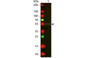 Western blot of Texas conjugated Rabbit Anti-Mouse IgG1 (Gamma 1 chain) secondary antibody. (Rabbit anti-Mouse IgG1 (Heavy Chain) Antibody (Texas Red (TR)) - Preadsorbed)
