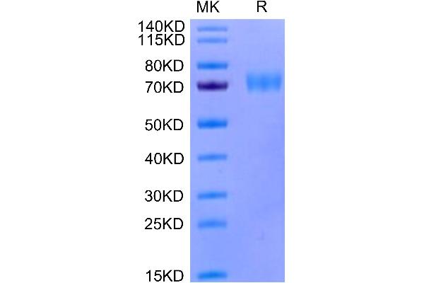 SIGLEC5 Protein (AA 17-434) (His-Avi Tag)