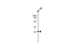 Western blot analysis of lysate from HL-60 cell line, using FCGR3B Antibody (N-term) (ABIN1944735 and ABIN2838560). (FCGR3B antibody  (N-Term))