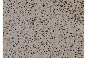 ABIN6278665 at 1/100 staining Mouse liver tissue by IHC-P. (TGIF2LY antibody)