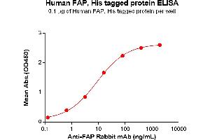 ELISA plate pre-coated by 1 μg/mL (100 μL/well) Human FAP(30-760) Protein, His Tag(ABIN7092782, ABIN7272372 and ABIN7272373) can bind Anti-FAP Rabbit mAb in a linear range of 3. (FAP Protein (AA 30-760) (His tag))