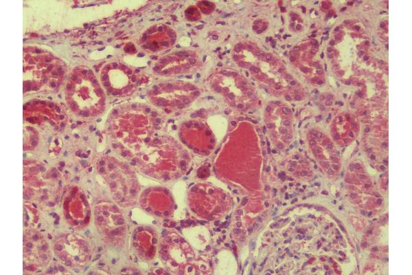 DDA1 antibody  (C-Term)