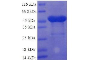 SDS-PAGE (SDS) image for Parkinson Protein 7 (PARK7) (AA 1-188), (partial) protein (GST tag) (ABIN7479219)