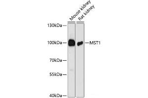 MST1 antibody