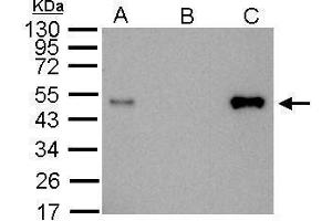 IP Image LDB1antibody immunoprecipitates LDB1 protein in IP experiments. (LIM Domain Binding 1 Protein antibody)