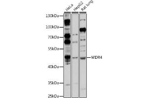 Western blot analysis of extracts of various cell lines, using WDR4 antibody (ABIN7271356) at 1:1000 dilution. (WDR4 antibody  (AA 20-250))