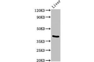 Western Blot Positive WB detected in: Mouse liver tissue All lanes: TRIM54 antibody at 3 μg/mL Secondary Goat polyclonal to rabbit IgG at 1/50000 dilution Predicted band size: 41, 45 kDa Observed band size: 41 kDa (TRIM54 antibody  (AA 60-358))