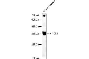 Western blot analysis of extracts of Mouse kidney, using NKX3.