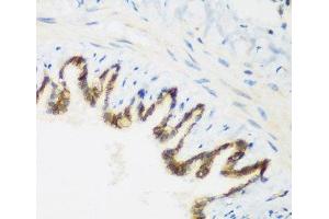Immunohistochemistry of paraffin-embedded Rat lung using KIAA1456 Polyclonal Antibody at dilution of 1:200 (40x lens). (KIAA1456 antibody)