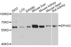 Western blot analysis of extracts of various cell lines, using EPHX2 antibody (ABIN5970967) at 1/1000 dilution. (EPHX2 antibody)