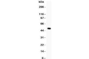 Western blot testing of MAD1 antibody and recombinant human protein (0. (PSMD14 antibody  (AA 362-632))