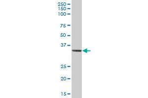 STX1A MaxPab polyclonal antibody. (STX1A antibody  (AA 1-251))