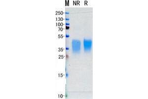 Validation with Western Blot (EPO Protein)