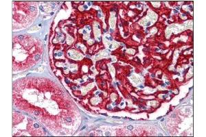 Human Kidney: Formalin-Fixed, Paraffin-Embedded (FFPE) (ENPEP antibody  (Tyr182))