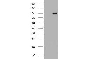 Image no. 5 for anti-Splicing Factor 3a, Subunit 1 (SF3A1) (AA 249-568) antibody (ABIN1491272) (SF3A1 antibody  (AA 249-568))
