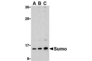 Image no. 1 for anti-Small Ubiquitin Related Modifier Protein 1 (SUMO1) (N-Term) antibody (ABIN318761) (SUMO1 antibody  (N-Term))