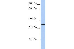 WB Suggested Anti-CREB1 Antibody Titration:  0. (CREB1 antibody  (N-Term))